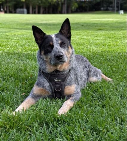 Cosmo the studio dog lying on the grass